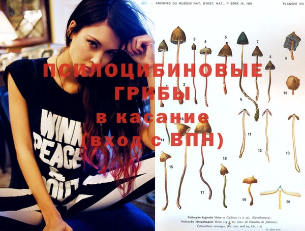 индика Бородино